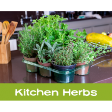 SAT 1/17: Kitchen Herbs Workshop